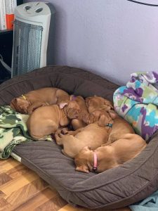 Vizsla puppies, hunting dogs, service dog, red dogs, versatile