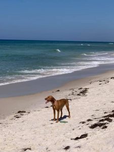Shell Island Vizsla