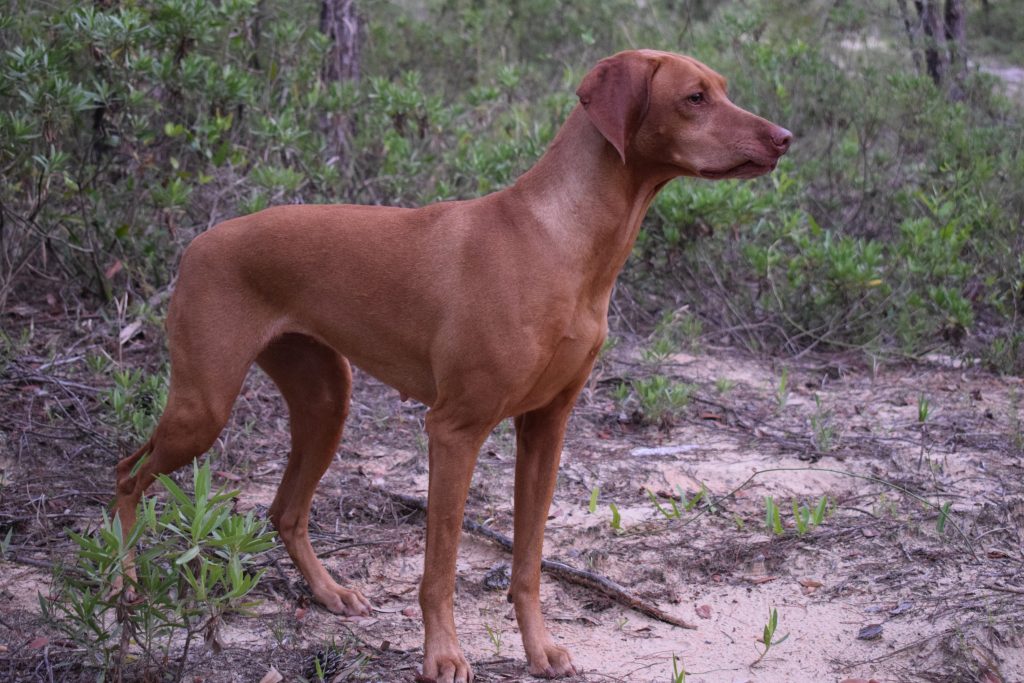 Dog on Point, Vizsla, Hunting, Field Dog, Service Dog