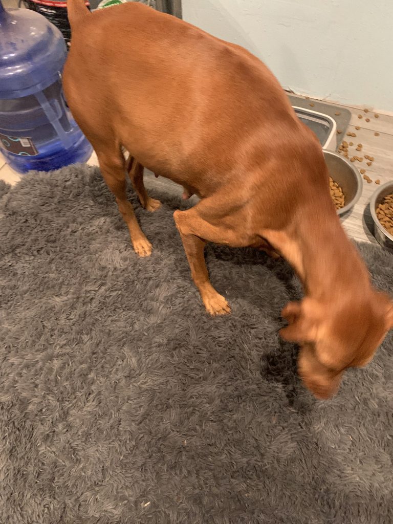 Vizsla Breeder, Hunting dog, service dog